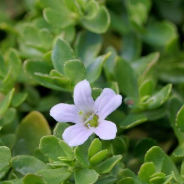 Boost Brain Power and Combat Aging with Brahmi’s Antioxidant Power