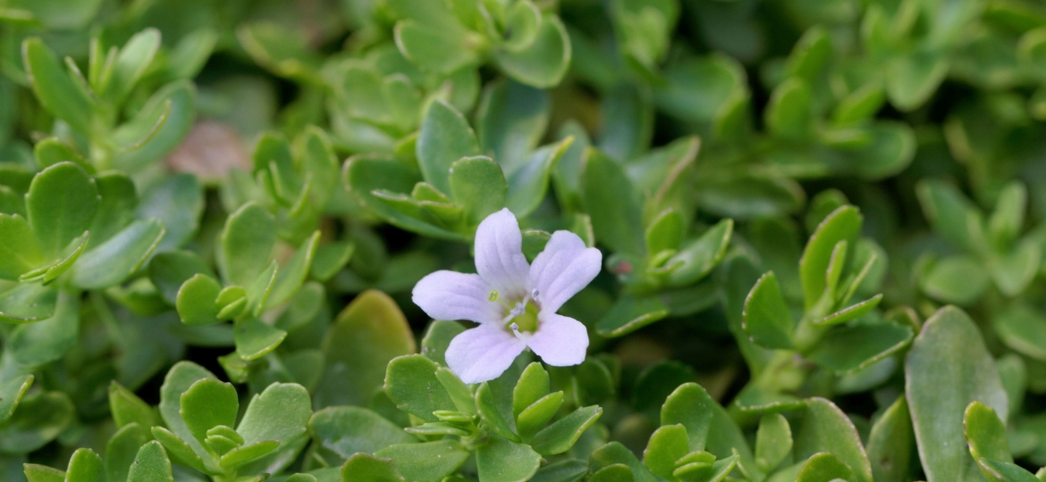 Brahmi Herb for Brain Power and Anti-Aging by Rajni Herbal
