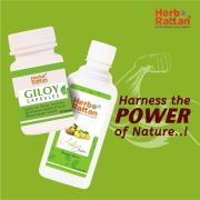 Herbo Rattan Amla Juice – 500ml + Giloy Capsule – 60 capsules