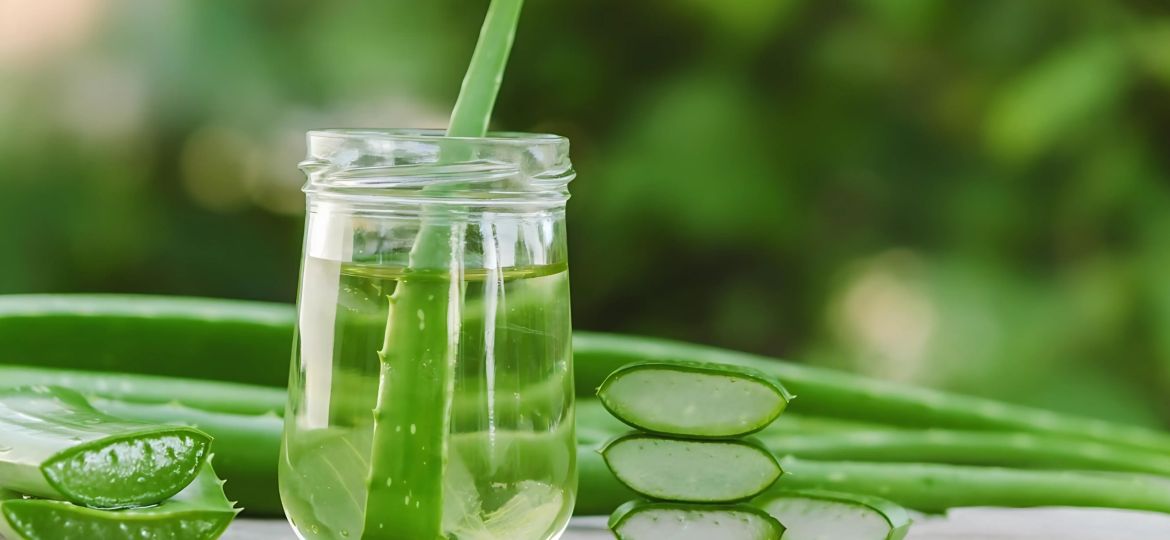 Aloe Vera Explained Health Perks, Anti-Ageing Effects, and Potential Risks