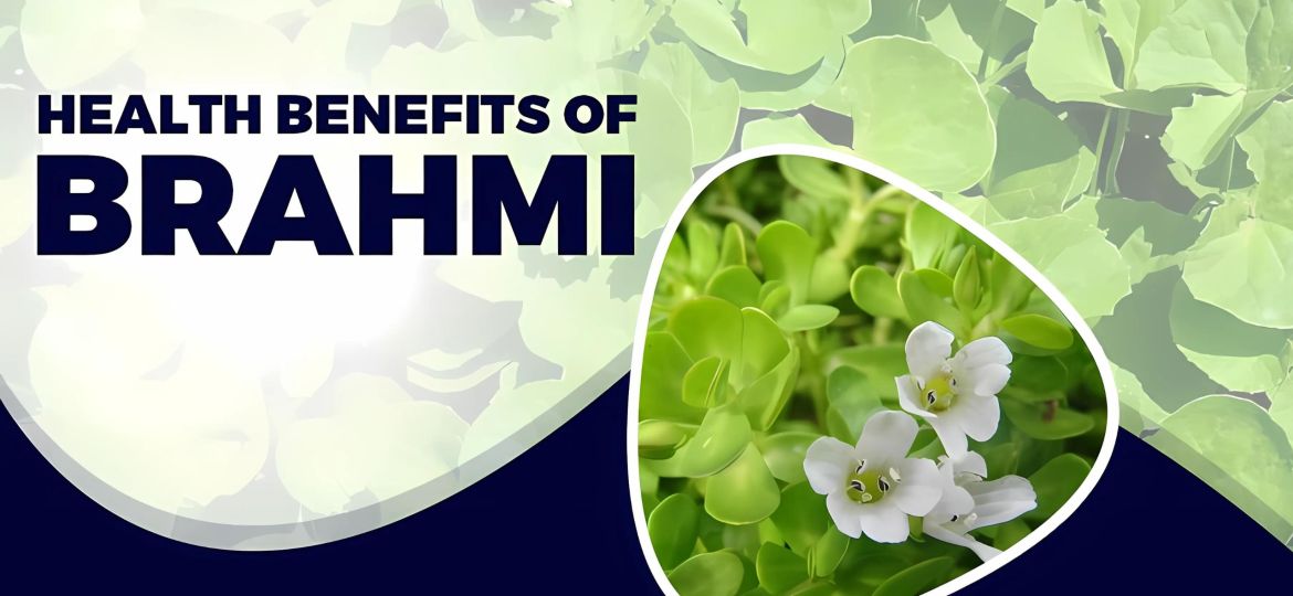 Boost Brain Power and Combat Aging with Brahmi’s Antioxidant Power