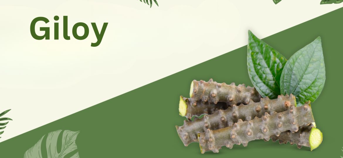 Discover the Power of Giloy The Ultimate Ayurvedic Immunity Booster with Incredible Health Benefits